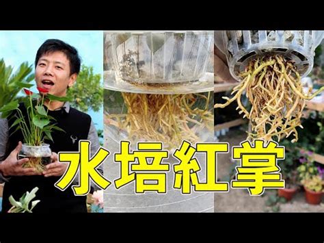 粉掌風水|【粉掌風水】「粉掌風水大揭密！熱烈寓意、擺放位置解析與功效。